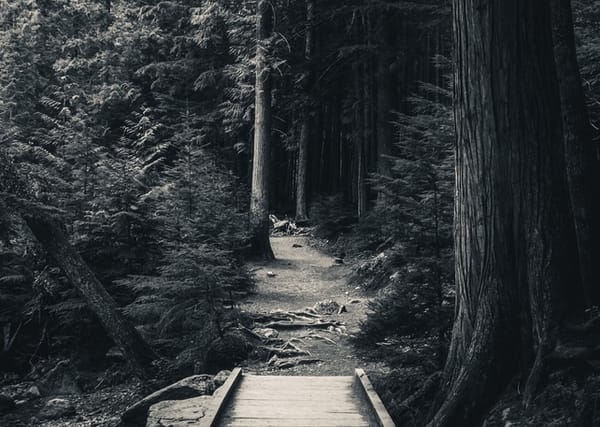 A wooden bridge leads onto an uneven dirt trail into a dark and dense conifer forest. 